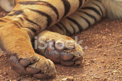 tiger claw stock photo royalty  freeimages