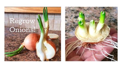 onions grow change comin