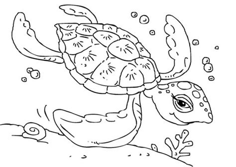 sea turtle swimming coloring page  print