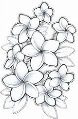 Plumeria Hibiscus Coloring Hawaiian sketch template