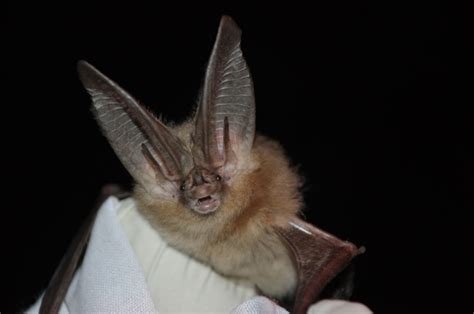 americas great outdoors  batty  bats called