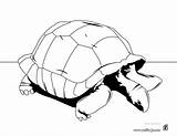 Tortue Tortugas Terrestres Mandala Coloriage Tortuga Imprimer Dessin Tortoise Imprimir Colorier Gratistodo sketch template