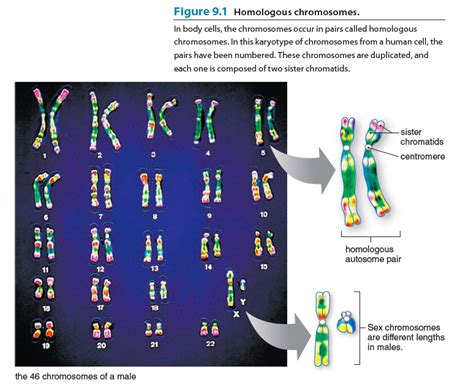 Solved Figure 9 1 Homologous Chromosomes In Body Cells