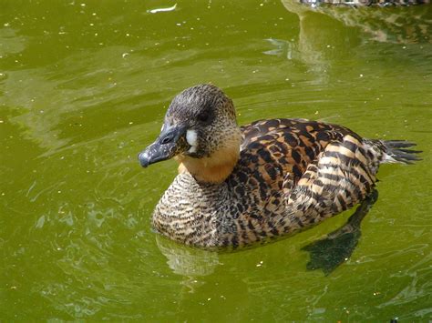 african white backed duck zoochat