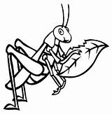 Grasshopper Coloring Pages Insect Color Locust Kids Drawing Outline Preschool Online Sheets Printable Animals Colouring Sheet Insects Clipart Bugs Gif sketch template