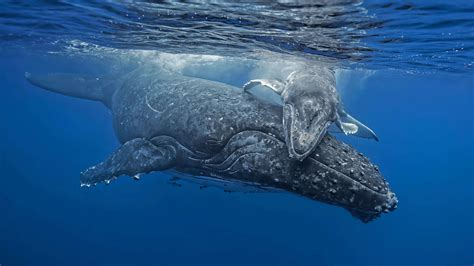 animal humpback whale hd wallpaper