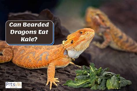 bearded dragons eat kale read  guide