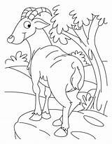 Ibex Coloring Pages Bestcoloringpages sketch template