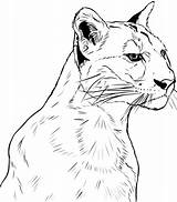 Coloring Puma Pages Cougar Face Printable Color Sheet Drawing Panther Categories Mountain Popular Onlinecoloringpages sketch template