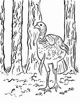 Turkey Coloring Pages Hunting Wild Printable Color Kids Line Couple Printables Getcolorings Getdrawings Library Clipart Popular Samanthasbell Birds Reference sketch template