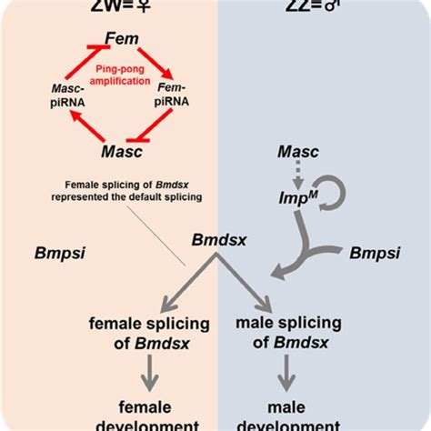 Proposed Genetic Cascade Regulating Sex Determination In B Mori In Zw