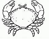 Crab Coloring Pages Printable Hermit Line Kids Drawing Color Clipart Print Popular Results Getdrawings Clipartmag Getcolorings Coloringhome sketch template