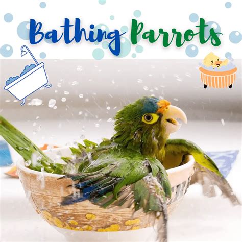 parrot bath parrot shower  wash  parrots swim
