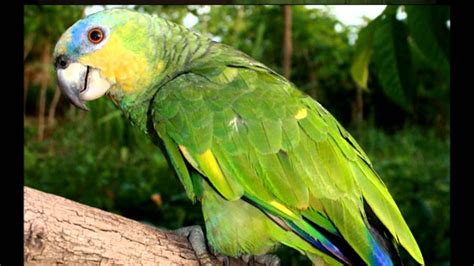 amazona amazonica aves exoticas