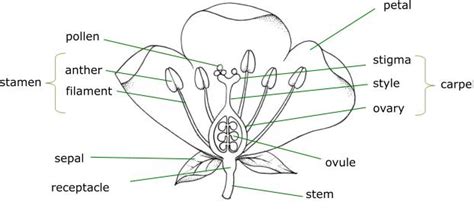 flower diagram unmasa dalha