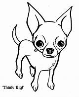 Chihuahua Coloring Pages Dog Big Think Puppy Print Drawing Color Chihuahuas Printable Dogs Cute Line Puppies Netart Teacup Visit Choose sketch template