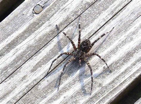 dock spiders  mars   muskoka muskoka blog