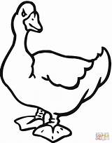 Goose Coloring Pages Geese Color Printable Animal Farm Print sketch template