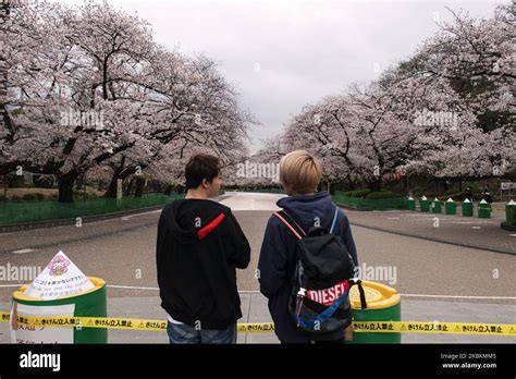 young men   view  cherry blossoms  full bloom