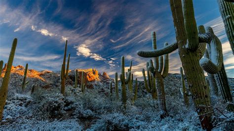 full moon  meteor shower   special sonoran desert desert