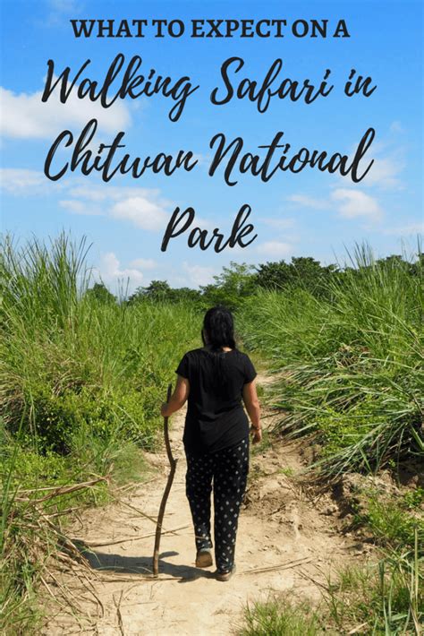 a thrilling walking safari in chitwan national park is