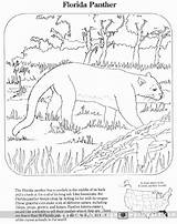 Panthers Endangered Everglades Lessons sketch template