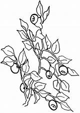Blueberries Coloring Pages Print Coloringway sketch template