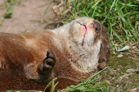sleeping otter stock   royalty  stock