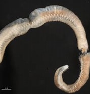 Afbeeldingsresultaten voor "glycera Capitata". Grootte: 178 x 159. Bron: v3.boldsystems.org