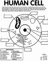 Mitochondria Coloring sketch template