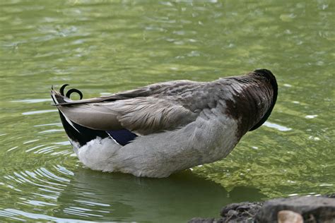 mallard drake duck tail  stock photo public domain pictures