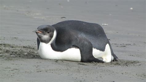 emperor penguin new zealand birds online