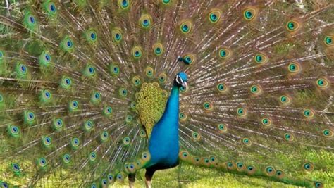Rajasthan Judge S Peacock Don T Have Sex Remark Draws Flak Nagpur