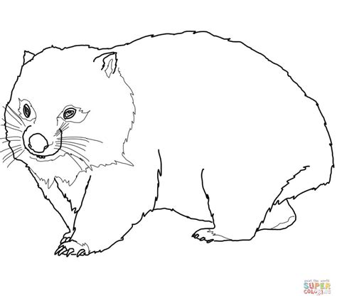 wombat coloring page  printable coloring pages