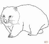 Wombat Coloring Pages Printable Color Drawing Categories Supercoloring Crafts sketch template