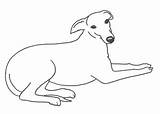 Whippet Greyhound Clip Clipart Outline Dog Line Template Coloring Digital Drawings Cliparts Sketch Pages Greyhounds Thewhippet Library Italian Head Clipground sketch template