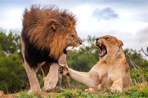 Cat Fight Love Is Not In The Air As Lioness Puts Her Paw Down Aol