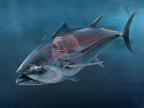 atlantic bluefin tuna  forgotten superpredator