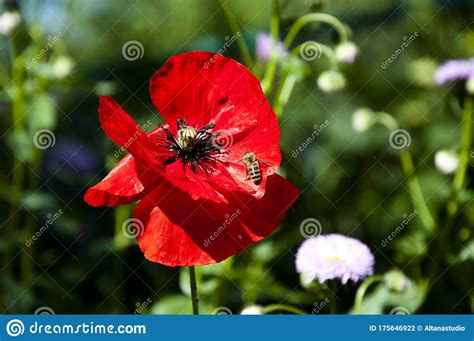Drug And Love Red Poppy Flower Opium Flower Poppy Of