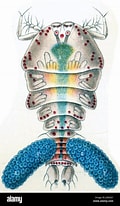 Afbeeldingsresultaten voor "sapphirina Opalina-darwini". Grootte: 120 x 206. Bron: www.alamy.com