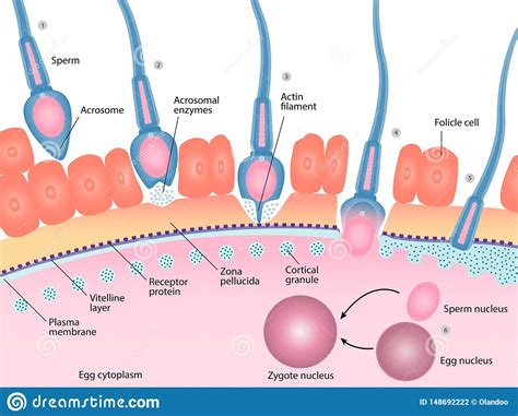 human fertilization process of sperm and egg cell diagram stock