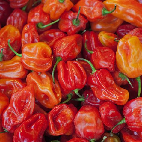 feds man   enter   red chile shipment national