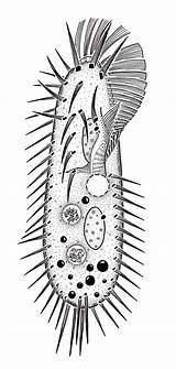 Protozoa Hieronymus sketch template