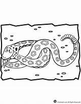 Rattlesnake Diamondback Rattlesnakes Venomous Snakes Americas Heaviest Largest sketch template