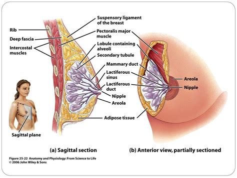 Ppt Anatomy And Physiology The Female Reproductive