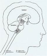 Cranial Nerves Nerve sketch template