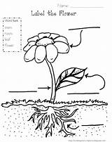 Plant Parts Pages Coloring Plants Label Printable Worksheet Grade Photosynthesis Science Kindergarten Stem Flower Diagram Drawing Colouring Bean Color First sketch template