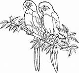 Bird Perroquet sketch template