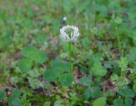 trifolium repens white clover  botany