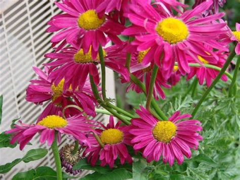 Daisy Painted Giant Hardy Perennial 10 Seeds